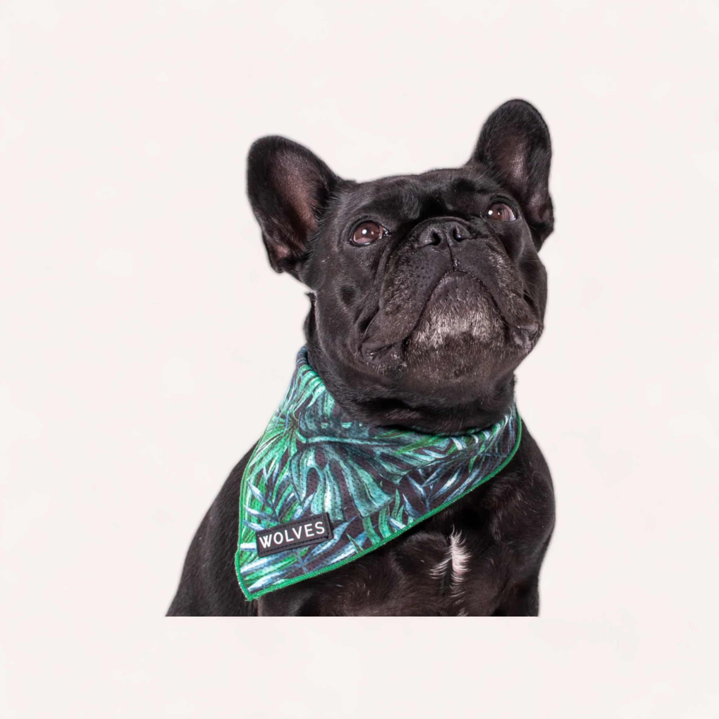 A stylish black French bulldog wearing a trendy, wrinkle-free Florida Bandana by Wolves of Wellington with the word "wolves" looks up with anticipation.