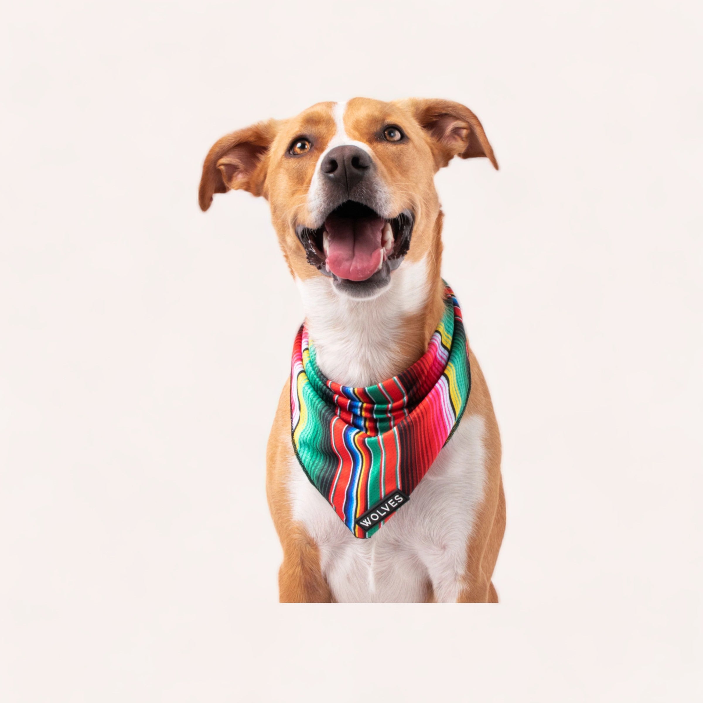 A joyful dog with a Rayne Bandana by Wolves of Wellington, made from lightweight mesh material and smiling for the camera.