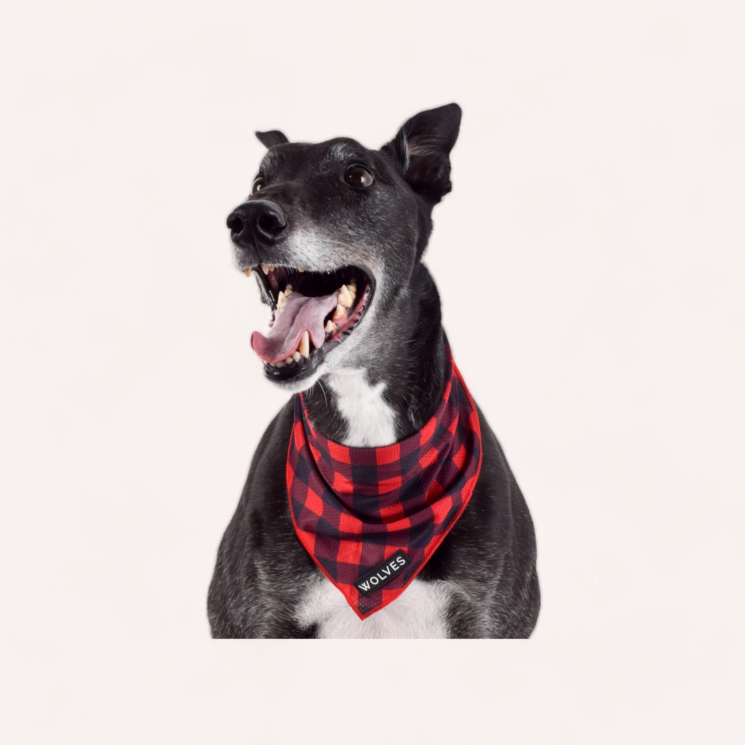 A cheerful black dog wearing a stylish, wrinkle-free Buffalo Bandana by Wolves of Wellington, looking to the side with its mouth open in a happy pant.
