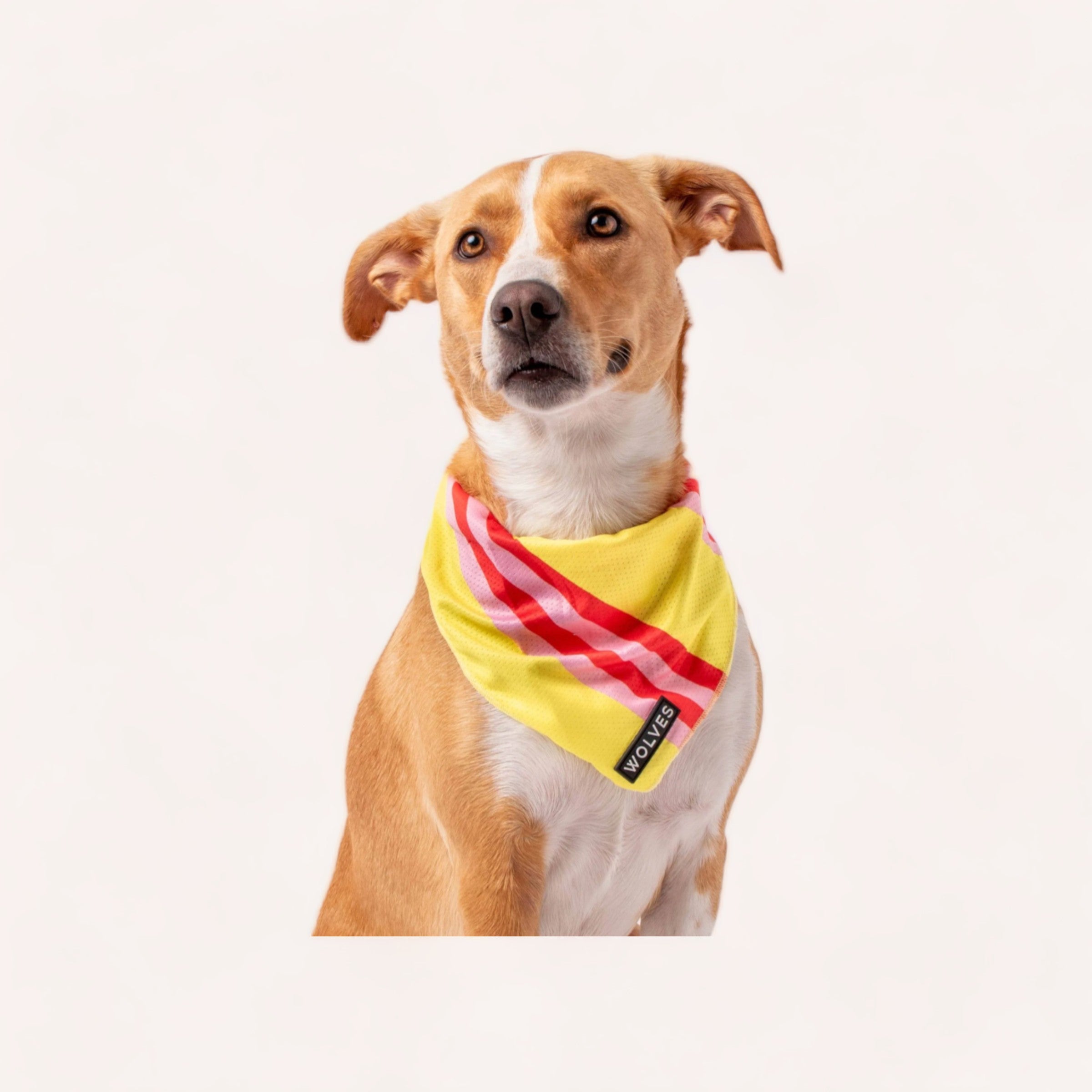 A curious tan and white dog wearing a stylish yellow and red striped, wrinkle-free Penny Bandana by Wolves of Wellington looks slightly to the side with a gentle head tilt.
