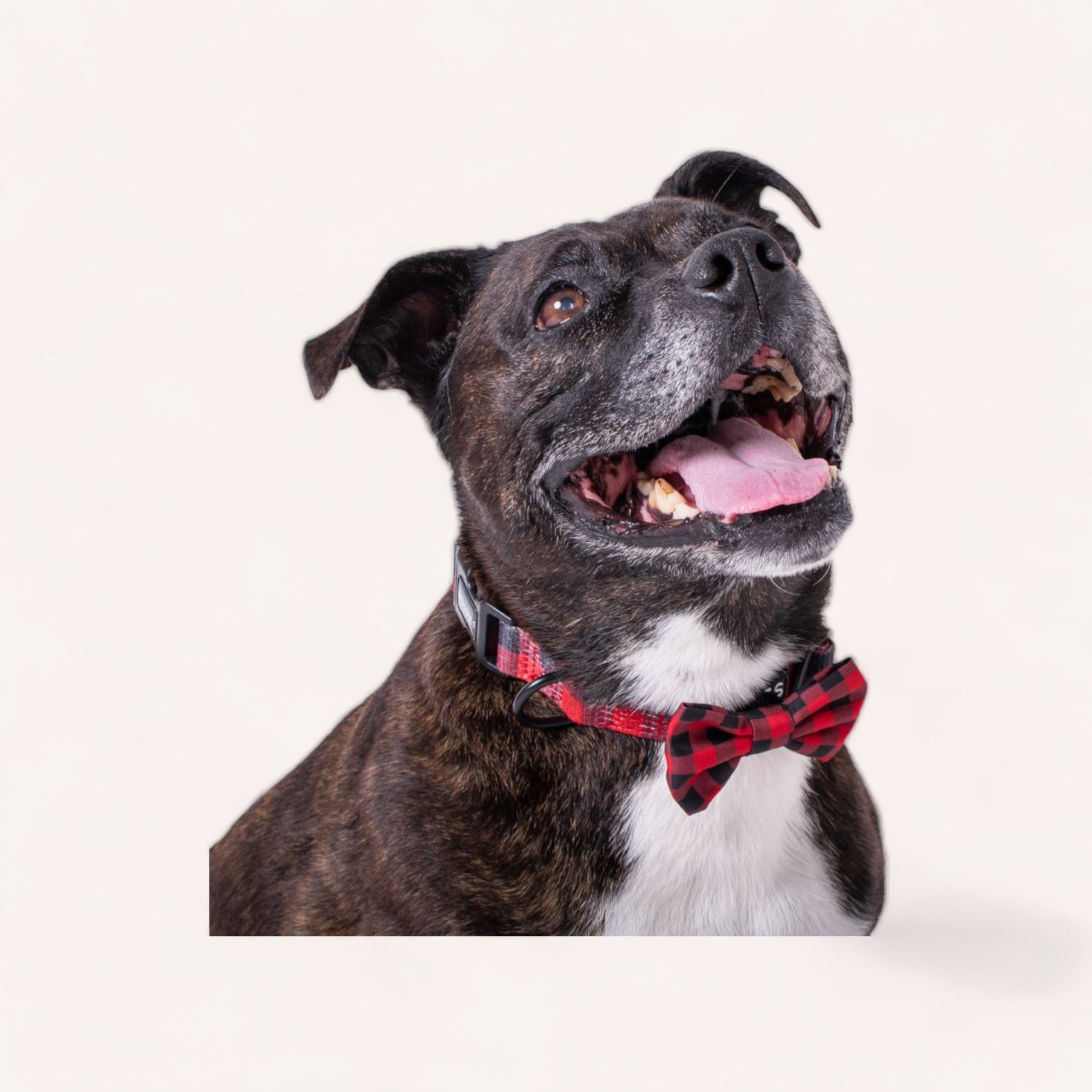 A happy brindle dog wearing a Wolves of Wellington Buffalo Bow, looking up with a joyful expression.