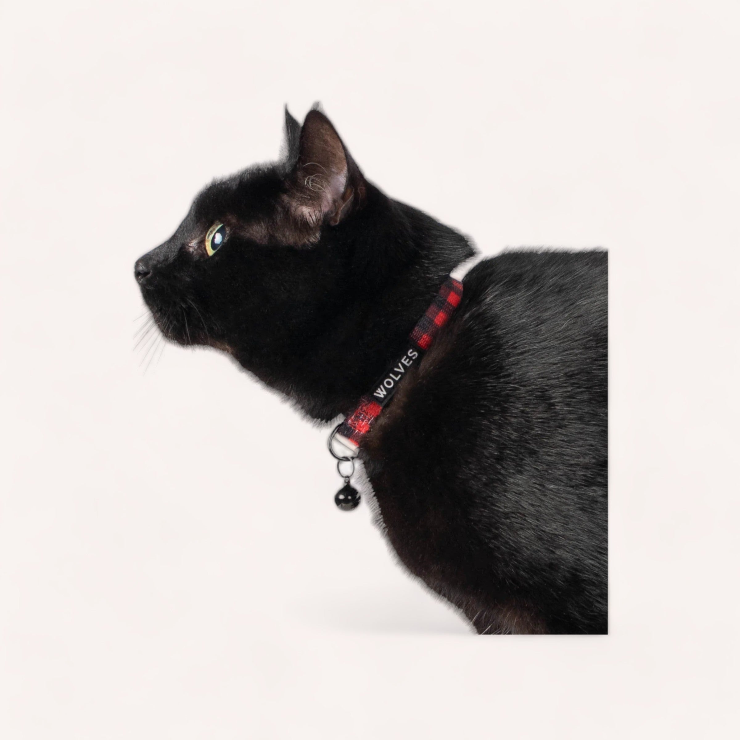 A sleek black cat with a red Buffalo Cat Collar by Wolves of Wellington gazes attentively to the side against a light background.
