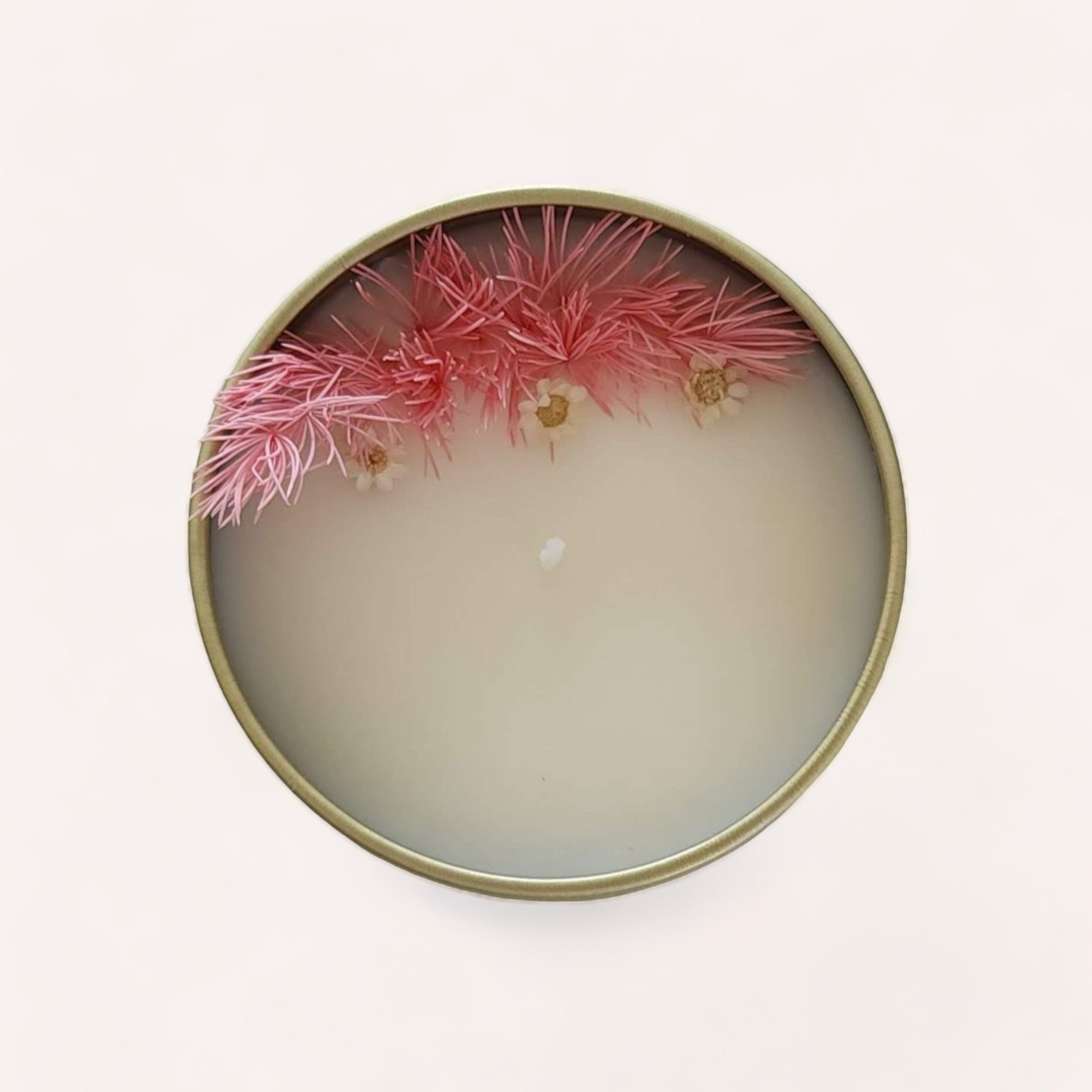 A petri dish with bacterial colonies exhibiting a pink coloration reminiscent of mimosa blossoms and a filamentous growth pattern, cultivated in a microbiology laboratory scented with Mandarin + Mimosa Candle by Wix's Lane Co.