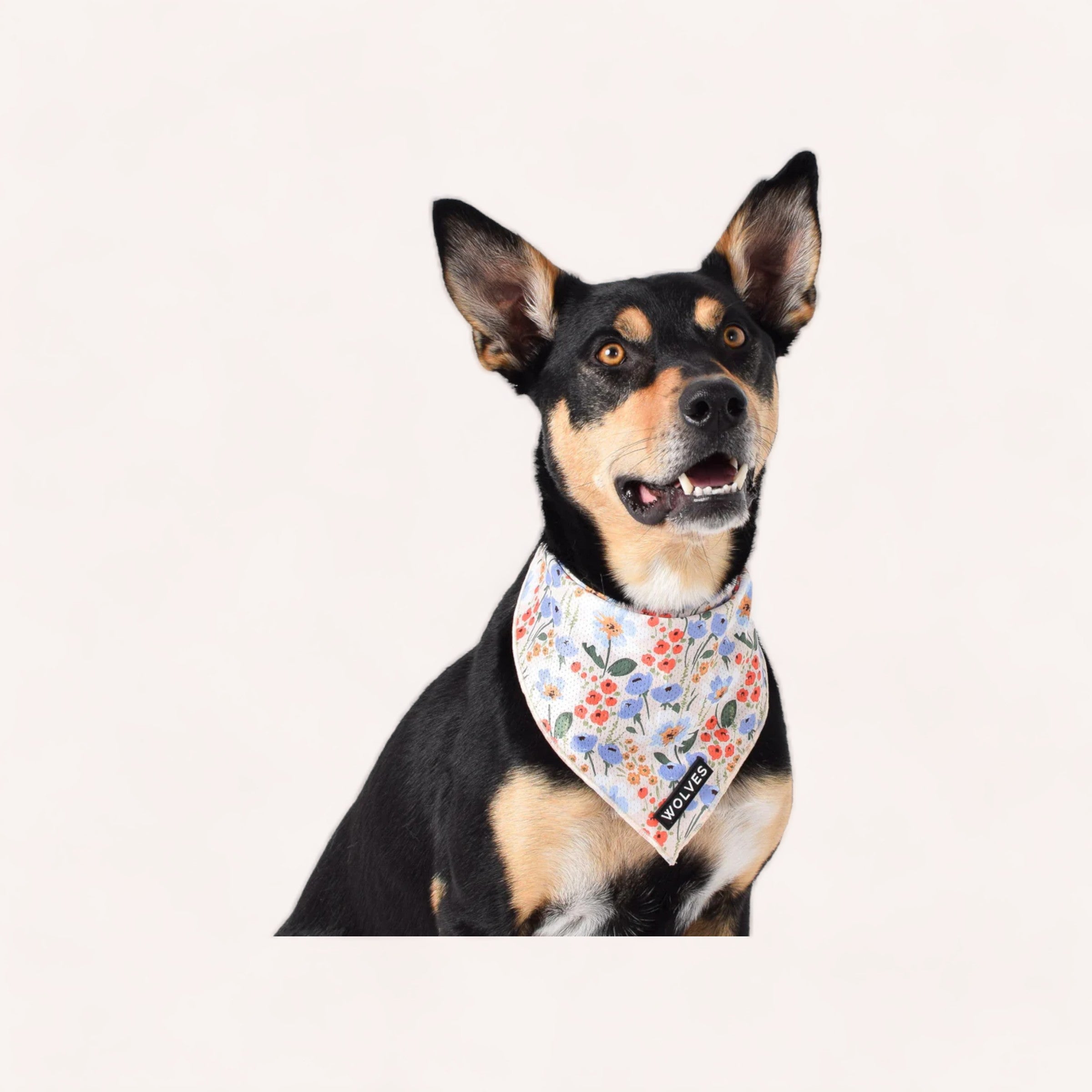 A cheerful dog with a Posy Bandana by Wolves of Wellington made of wrinkle-free mesh material, tilting its head curiously on a white background.