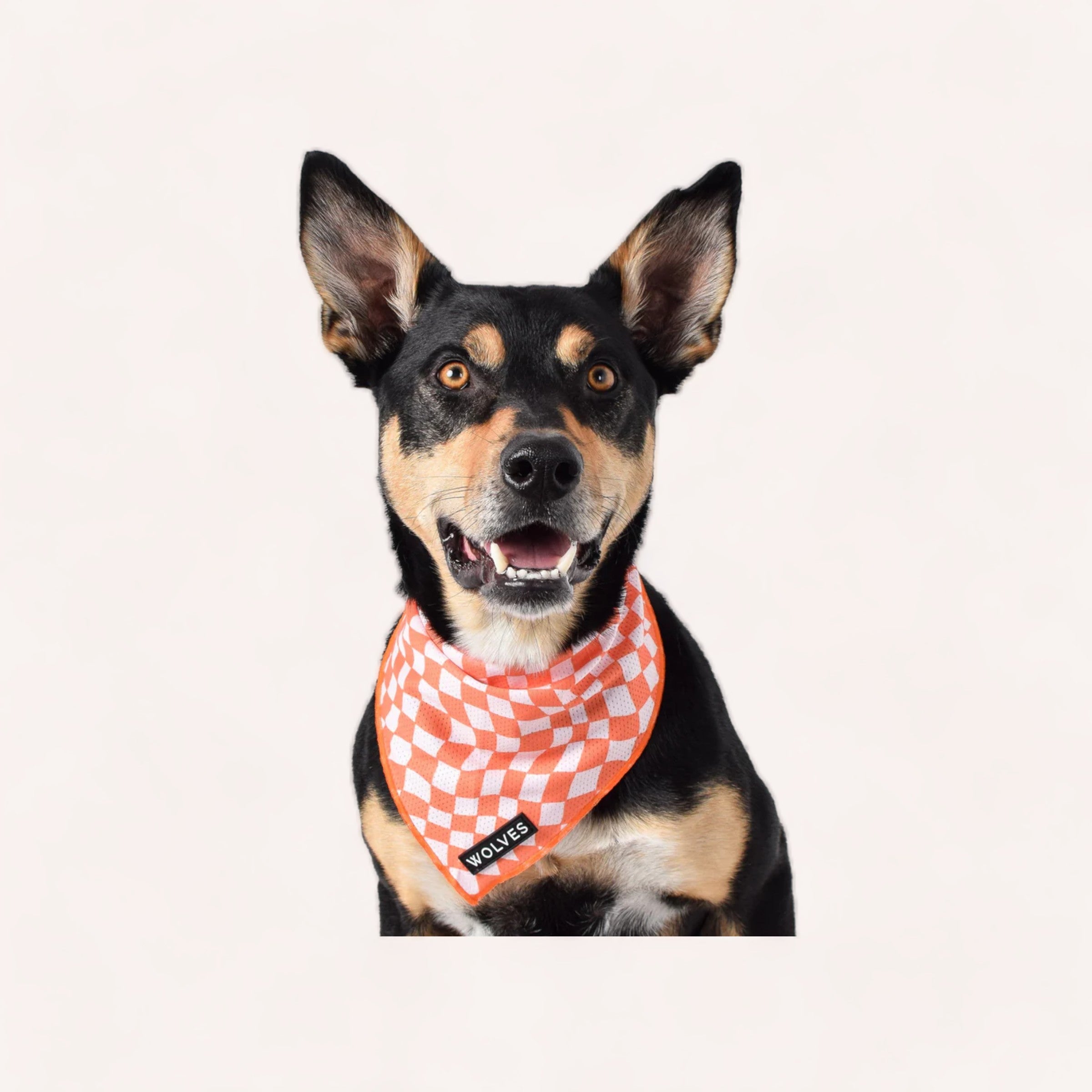 A joyful dog with perky ears and a Benji Bandana by Wolves of Wellington made from lightweight mesh material around its neck, looking directly at the camera with a happy expression.
