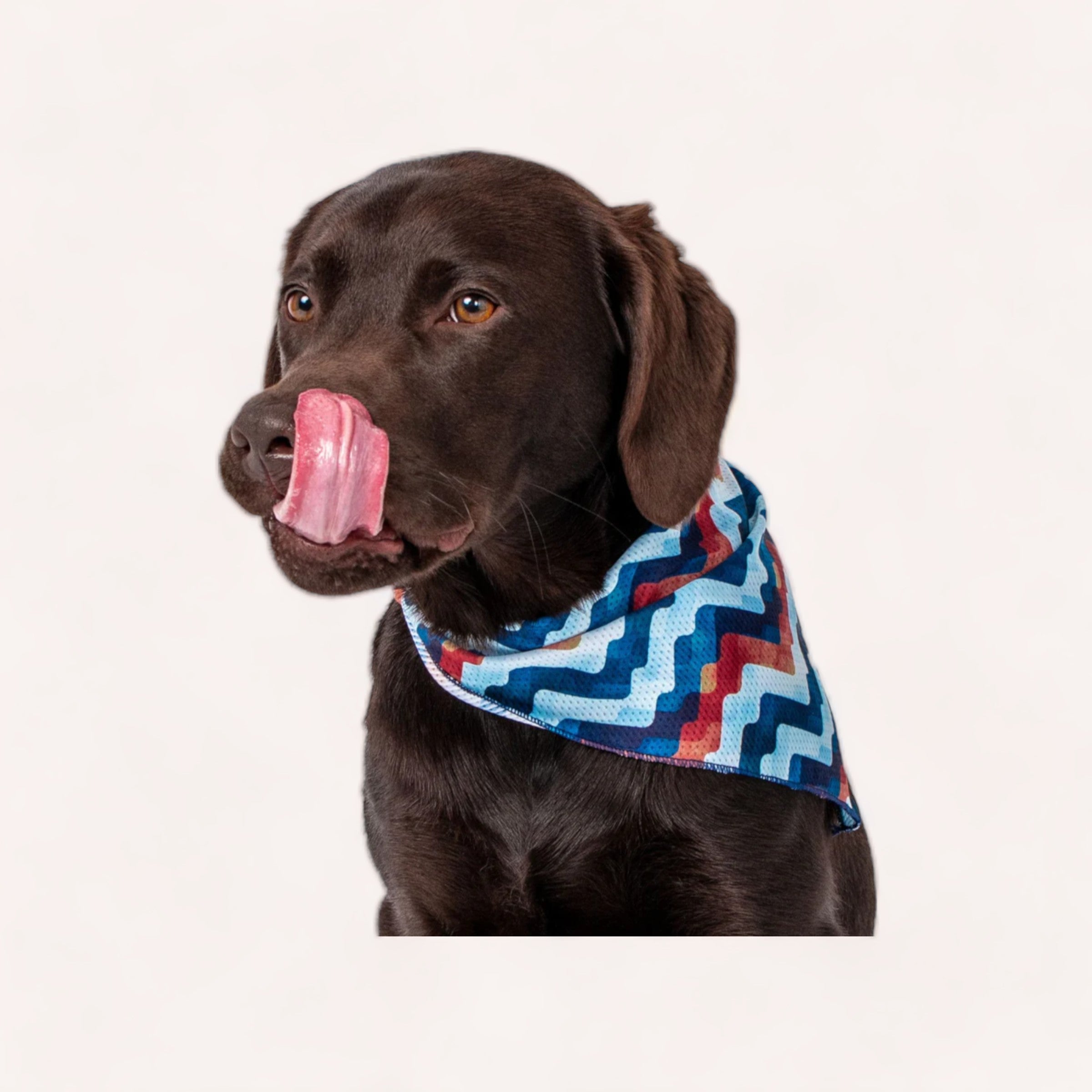 A chocolate labrador with a wrinkle-free, blue patterned Maverick Bandana by Wolves of Wellington licks its nose in anticipation.