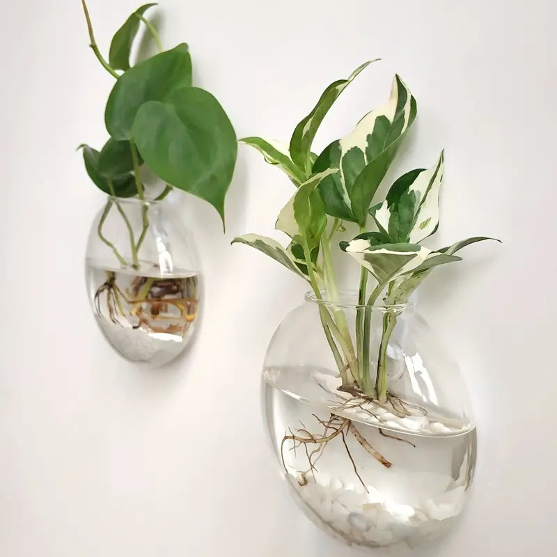 Two elegant giftbox co. glass terrariums for wall display, with thriving plant cuttings and visible root systems, adding a touch of nature to the interior decor.