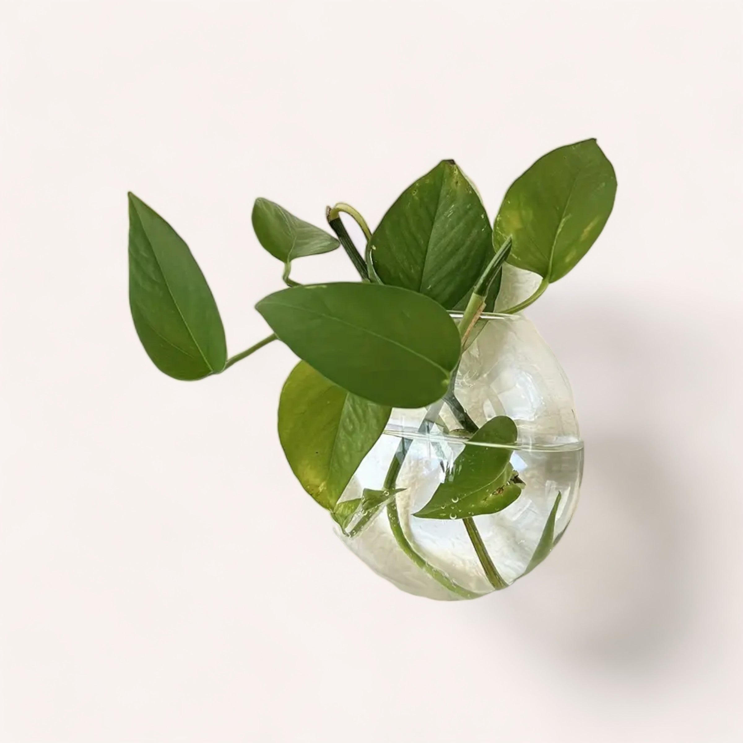 A giftbox co. Glass Terrarium filled with water showcasing a sprig of fresh green plant cuttings, casting a soft shadow on a light, neutral background.