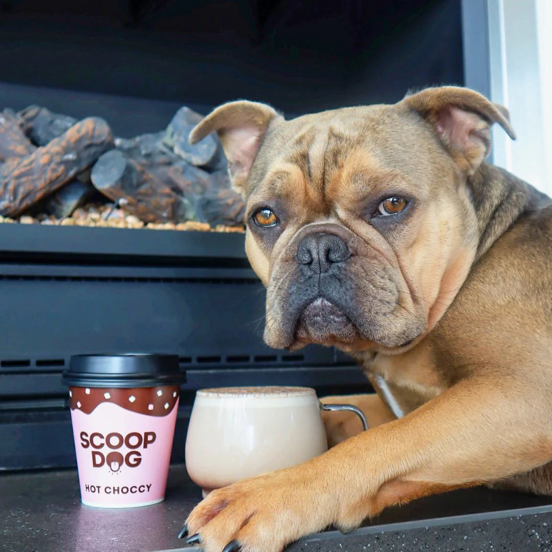 A bulldog with soft, contemplative expression sits beside a cup of Hot Choccy Dog Drink by Scoop Dog, its PAWS creating a cozy and slightly humorous scene.