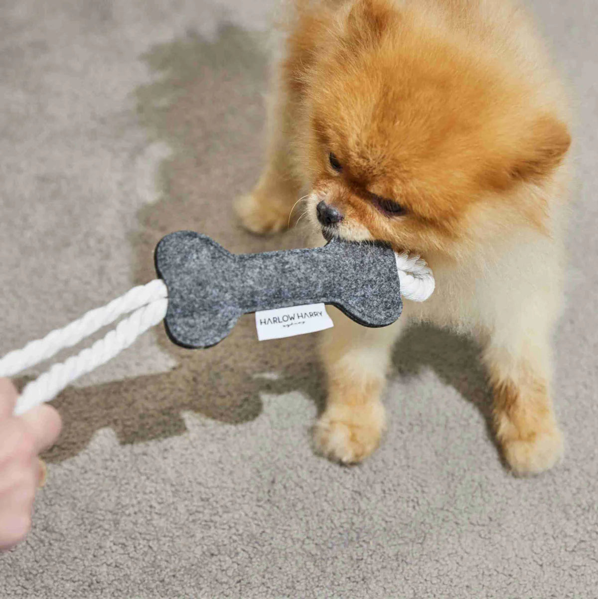 A fluffy pomeranian dog engaging in a playful game of tug-of-war with the Rope Felt Bone Toy by Harlow Harry featuring rope detail.